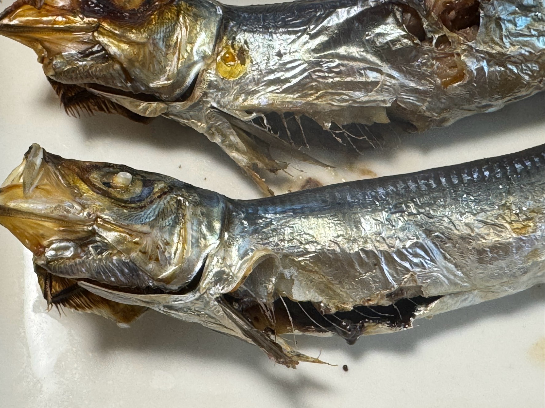 イワシの干物を焼いた際に 「内臓が割れる」 現象が起こることがあります。釣太郎
