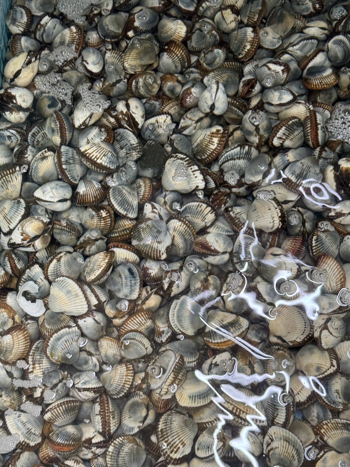 石鯛釣りエサ、サルボウ貝入荷。釣太郎