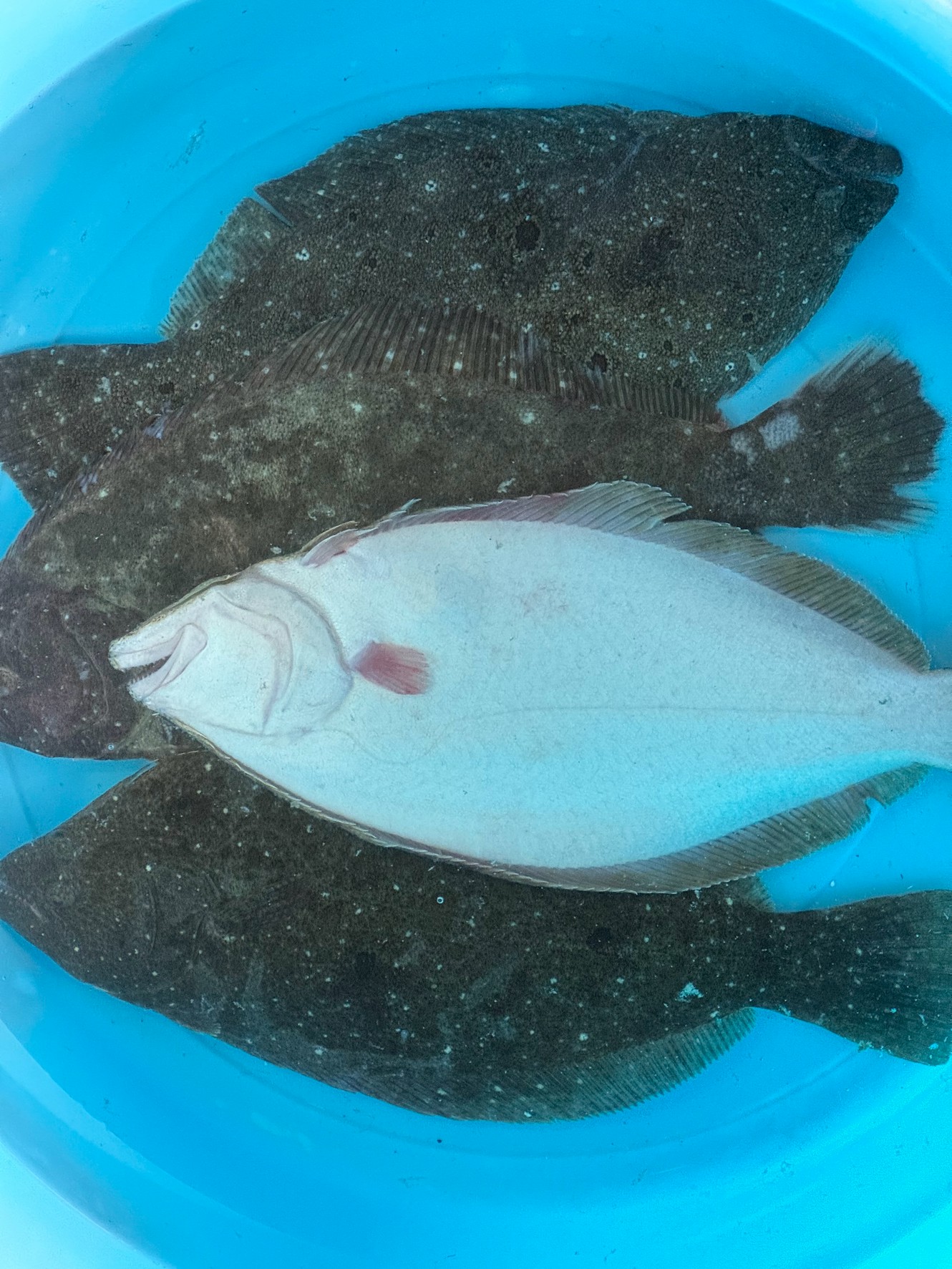 ヒラメは、カレイと同じく、平たい体を持つ「扁平魚（へんぺいぎょ）」。釣太郎