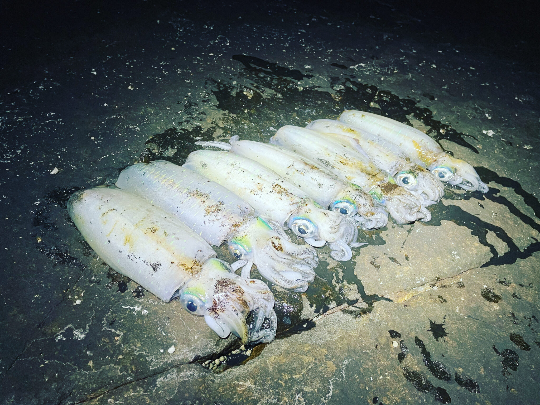 エギングは振りすぎるとヒットしても触腕が切れます。釣太郎