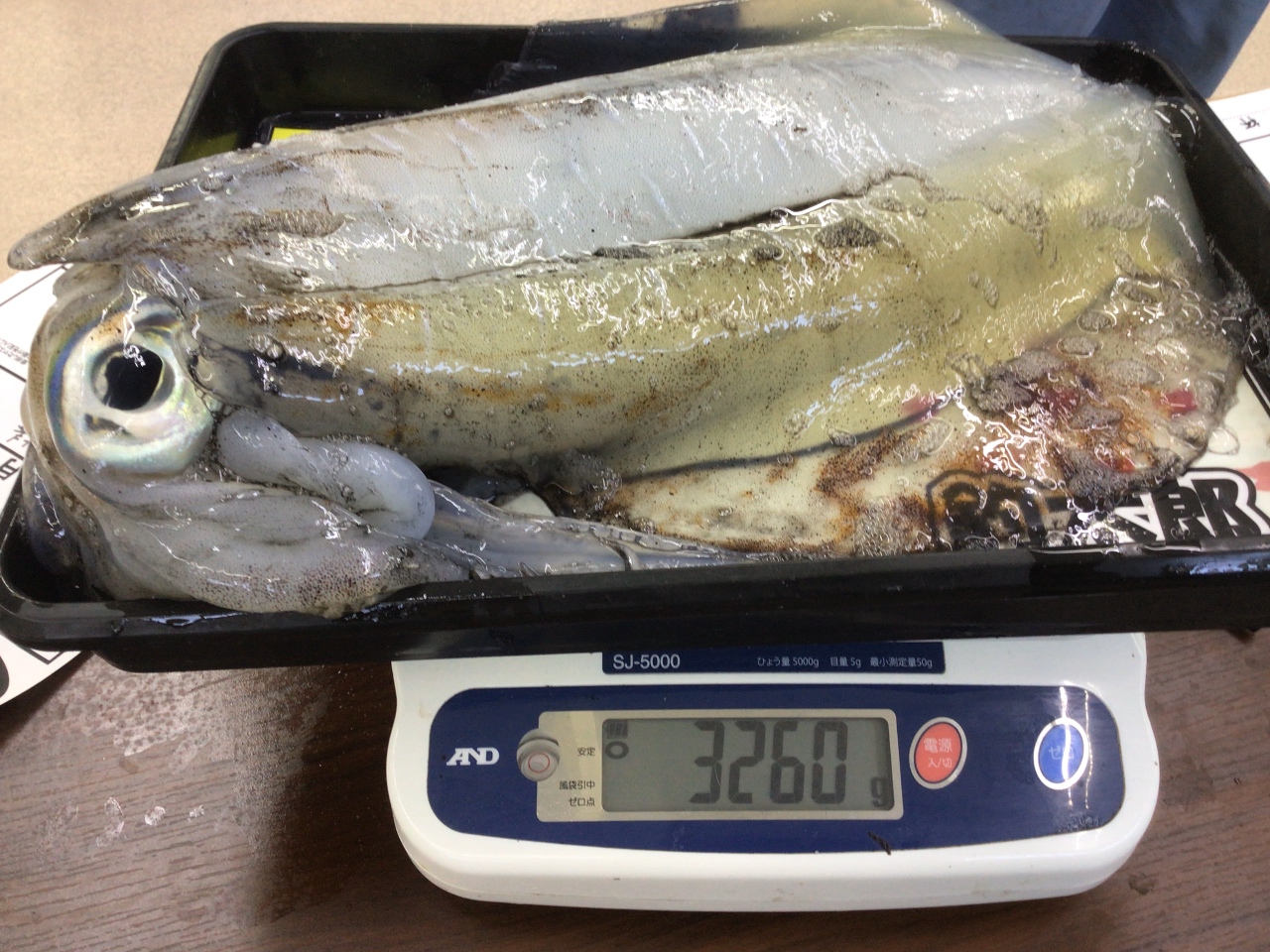 アオリイカ3キロ釣り上げる雨のコツ説明。ヤエン釣り。釣太郎