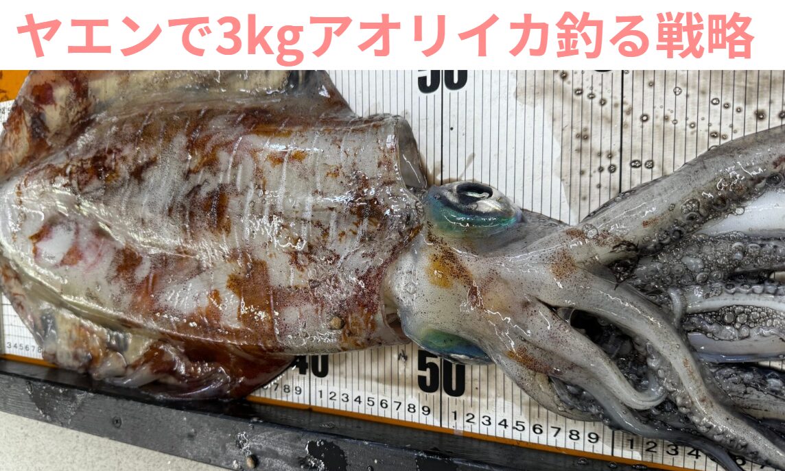 ヤエンで3kgアオリイカを仕留めるための戦略。釣太郎