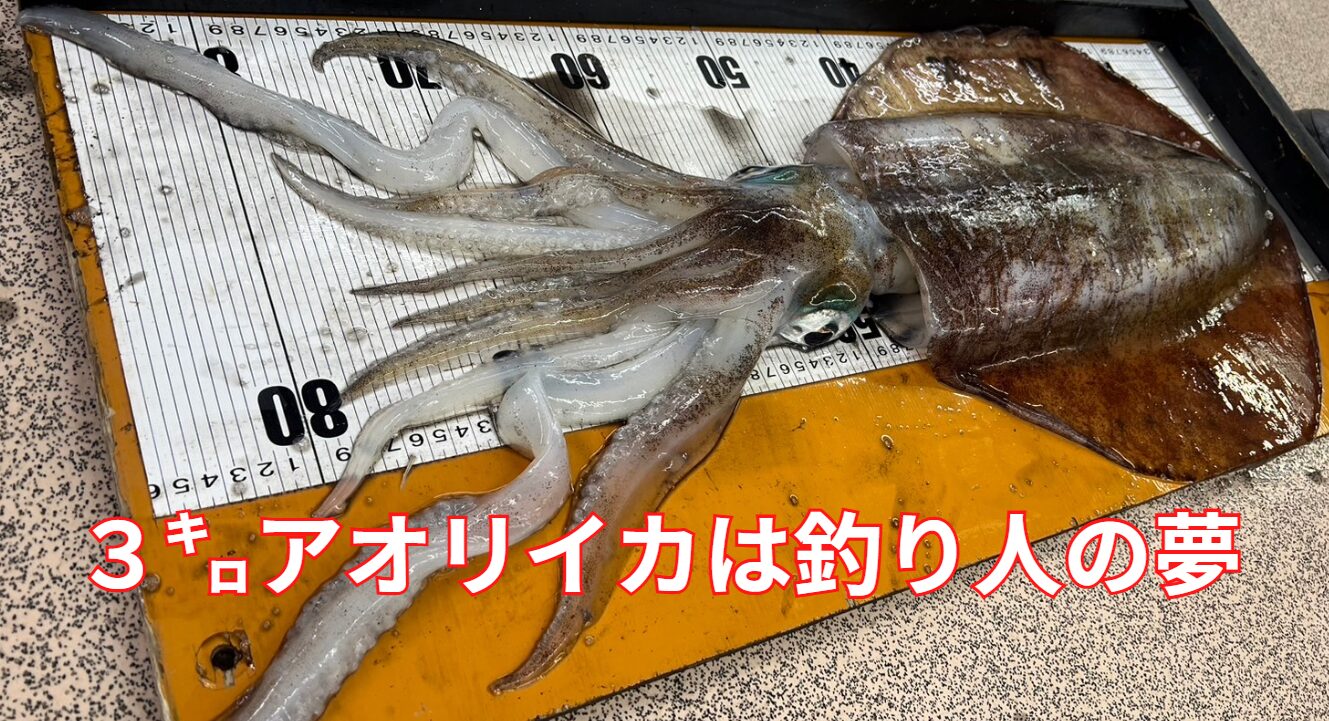 アオリイカ３キロは釣り人の夢。南紀で実現しませんか？釣太郎