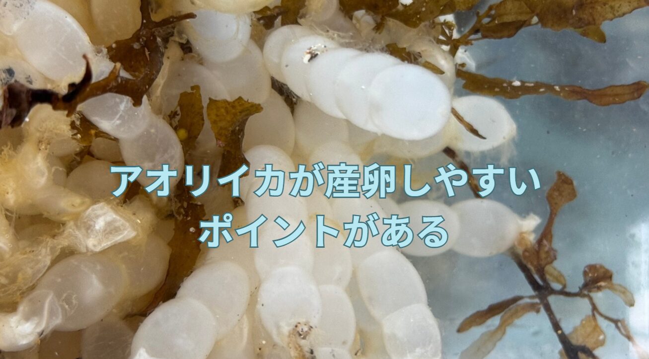 アオリイカの産卵環境と釣りのポイント説明。釣太郎