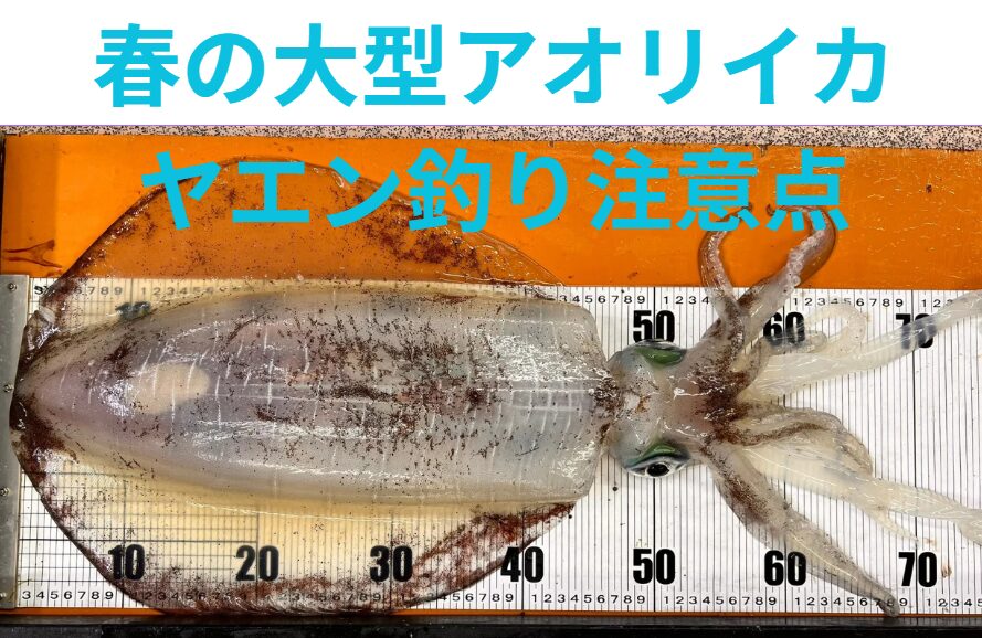 南紀地方春の大型アオリイカ釣りは大人気。ヤエン釣りの注意点説明。注意点