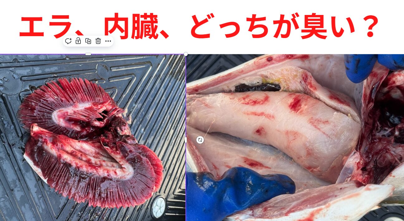 エラと内臓、魚はどっちが匂う?釣太郎