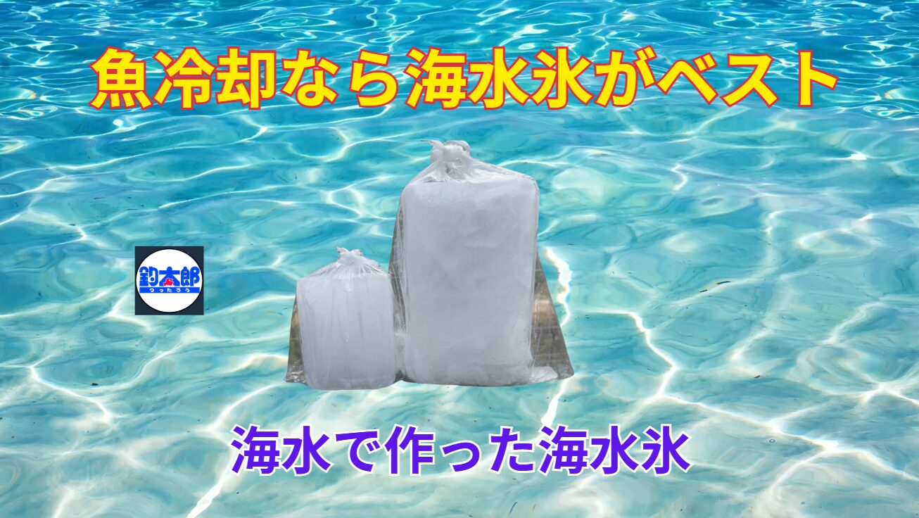 アオリイカの鮮度を保つなら海水氷一択！その理由を徹底解説。釣太郎