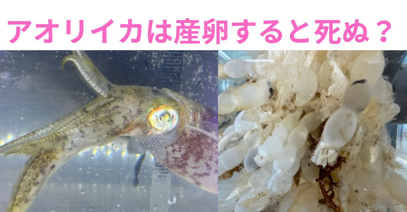 アオリイカの寿命は1年程度で、一生をかけて次世代を残す。釣太郎