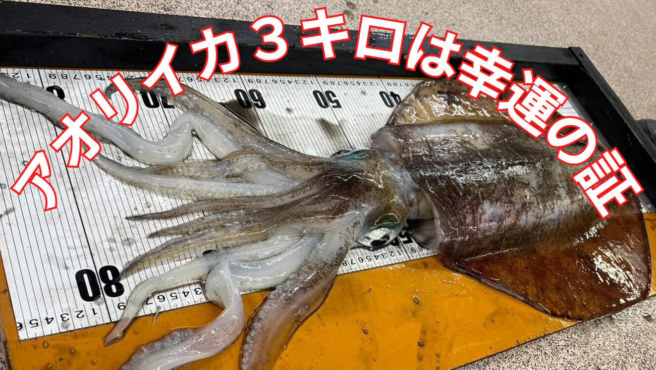アオリイカ3キロを釣るのは幸運の証。釣太郎