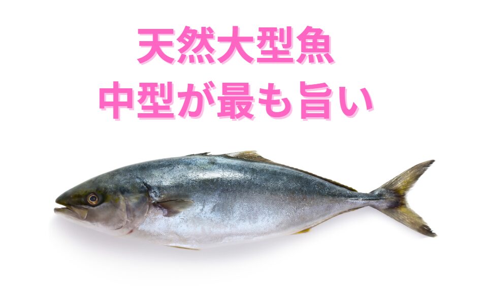 天然大型魚は大きすぎても小さくてもイマイチ。中型が最も旨いと言われる理由説明。釣太郎