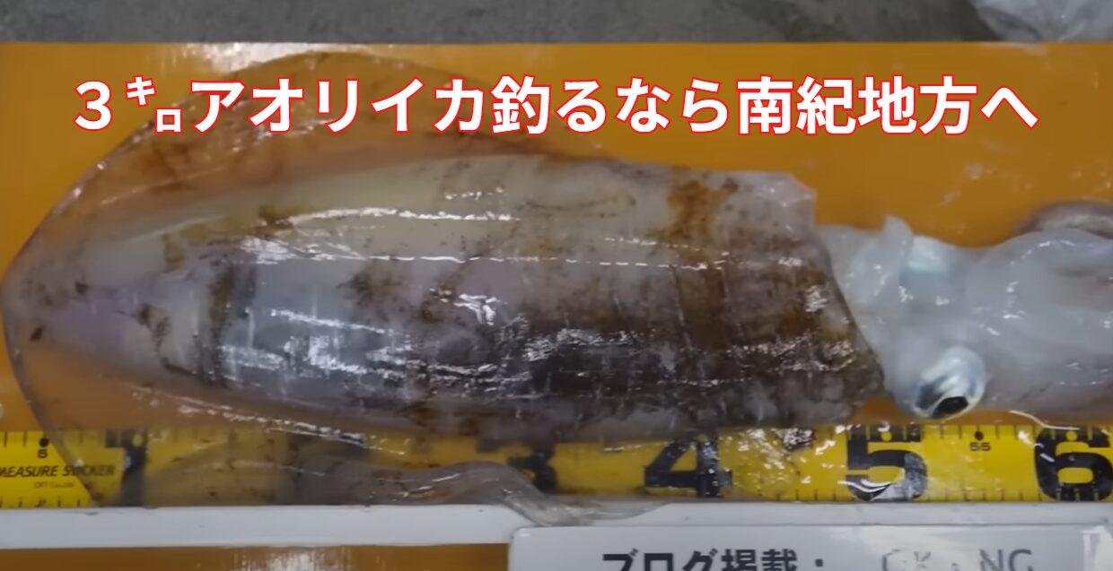 和歌山南紀が大型アオリイカの名スポットである理由説明。釣太郎