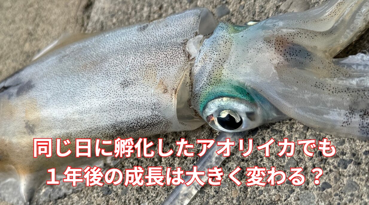 アオリイカ、同じ日に孵化したと仮定した場合、１年後成長した大きさはは最大どれくらい違う？釣太郎