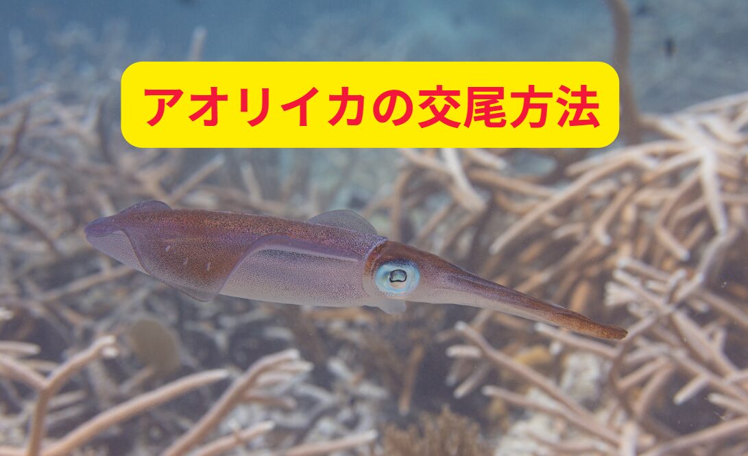 アオリイカの交尾方法解説。釣太郎