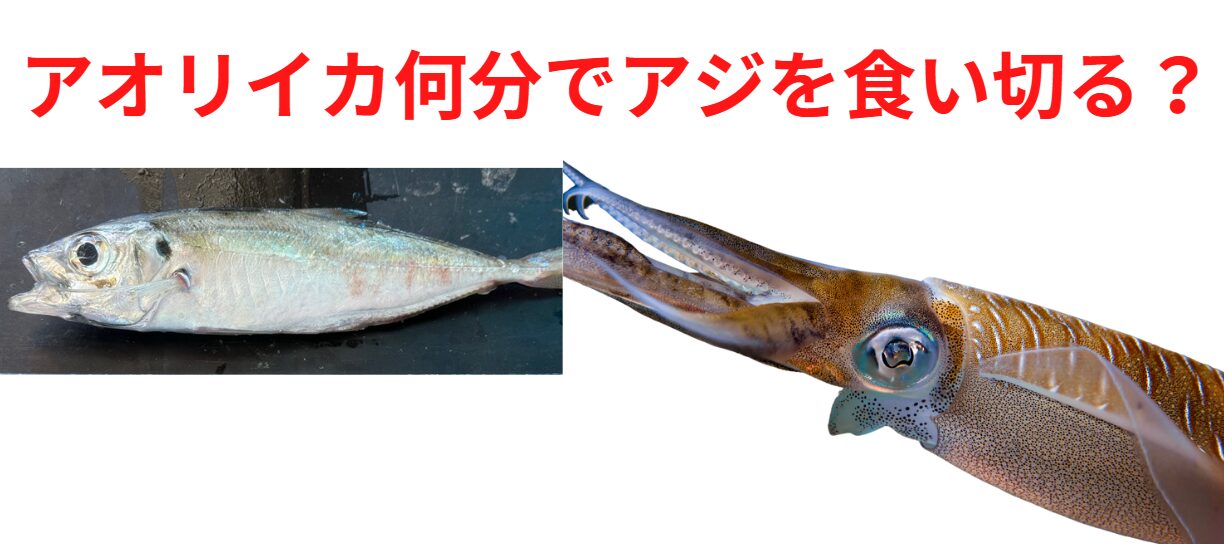 活アジを何分でアオリイカは食いつくすのか？大きさごとにご説明。釣太郎