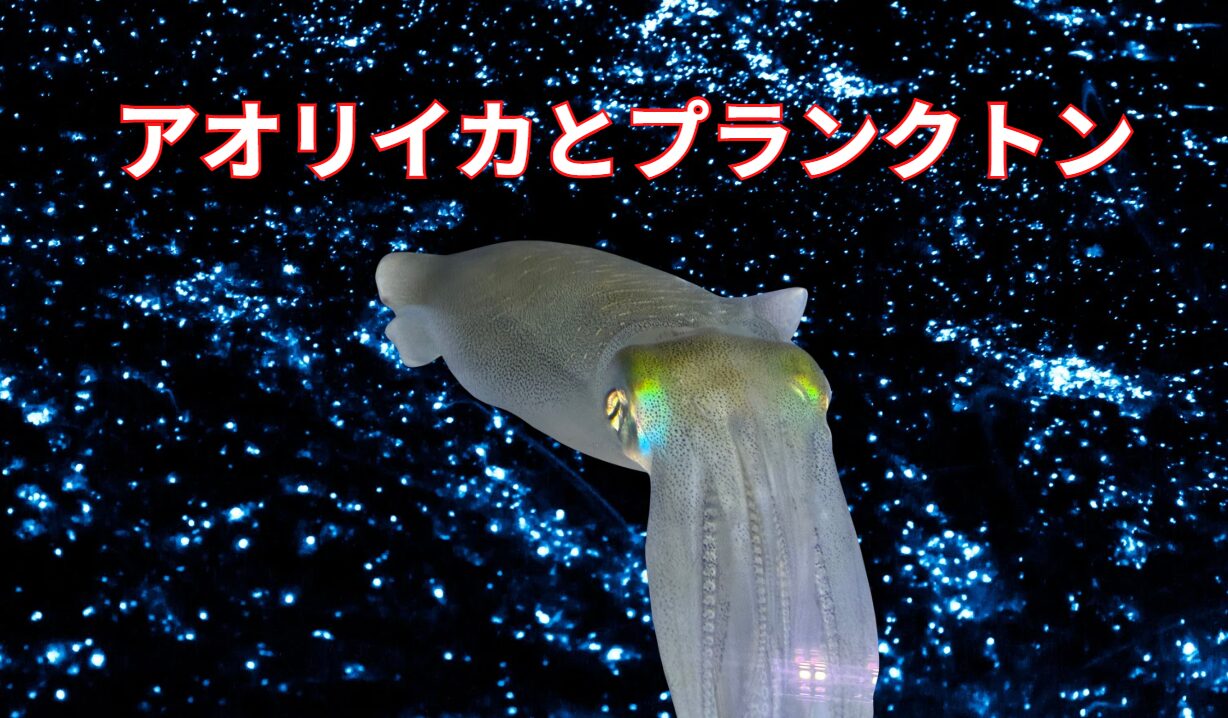 アオリイカとプランクトンは密接な関係がある。釣太郎