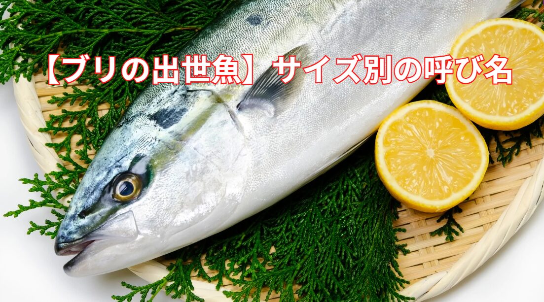 【ブリの出世魚】サイズ別の呼び名と関西・関東の違いを釣り人向けに徹底解説！なぜ異なるのか？釣太郎