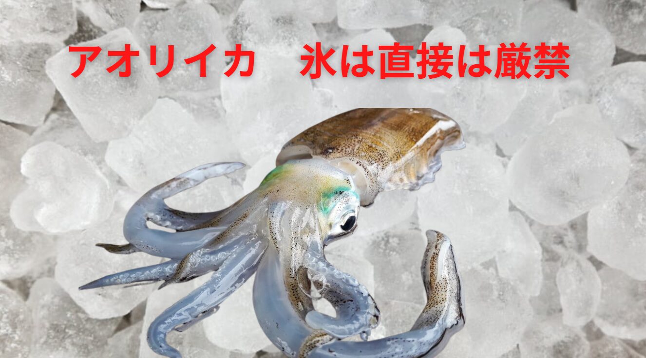 アオリイカは魚と違い、氷点下付近の低温に弱い生き物。釣太郎