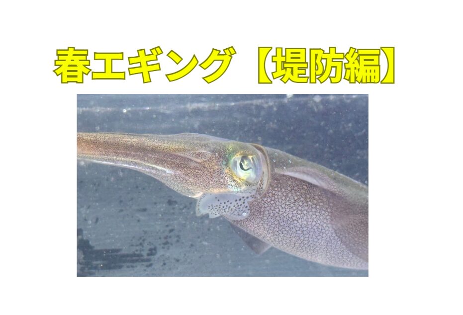 春の大型アオリイカ in 和歌山・南紀【堤防編】エギベストスリー。釣太郎