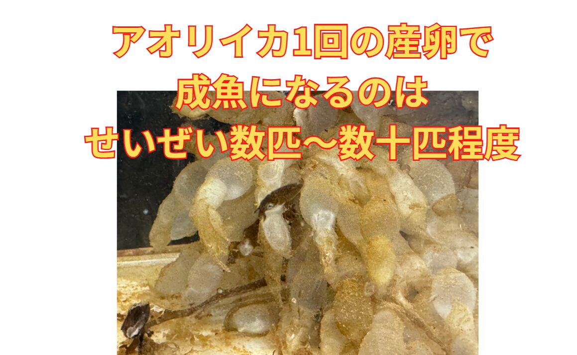 アオリイカ5,000～10,000個の卵から成魚になる数は数匹から数十匹。釣太郎