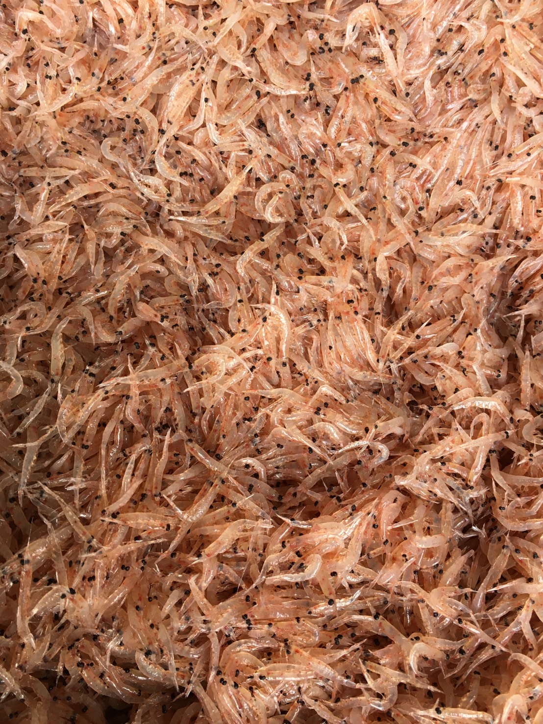 只今国産アミエビ漁最盛期。三陸沖で捕っています。釣太郎