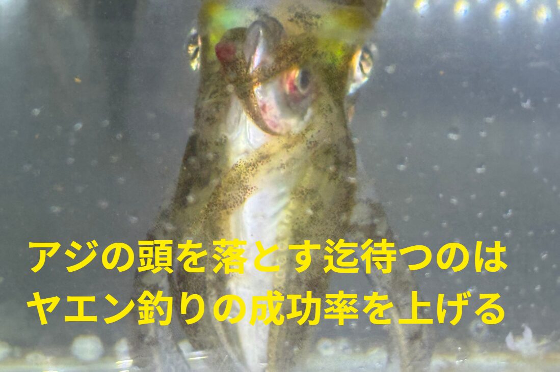 アオリイカ釣りで「アジの頭を落とす」のはなぜ？ヤエン成功率が上がる理由を初心者向けに解説！釣太郎