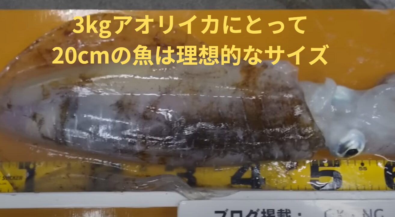 20cmの魚は、3kgのアオリイカにとって理想的なサイズ。釣太郎