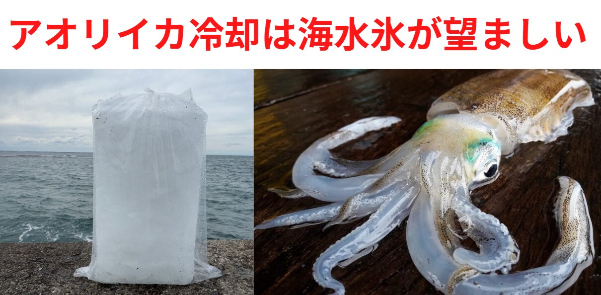 アオリイカ冷却は真水氷より海水氷の方がベター。釣太郎