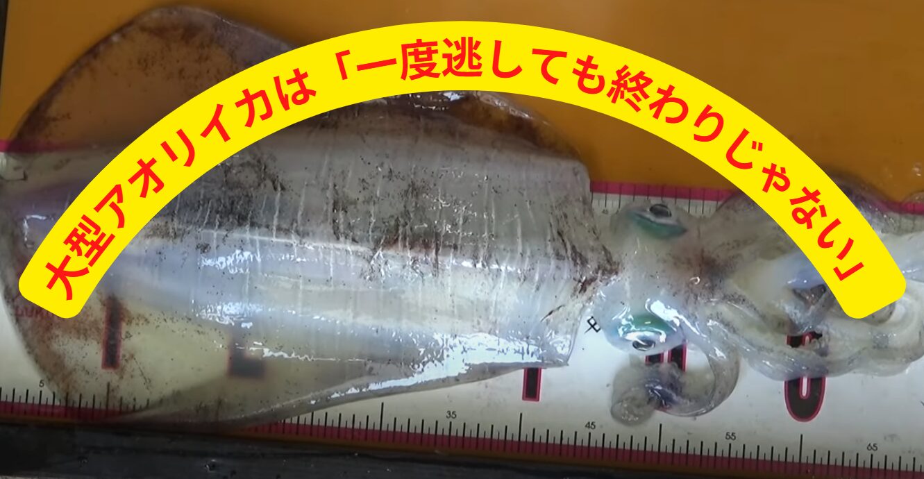 大型アオリイカは「一度逃しても終わりじゃない」釣太郎