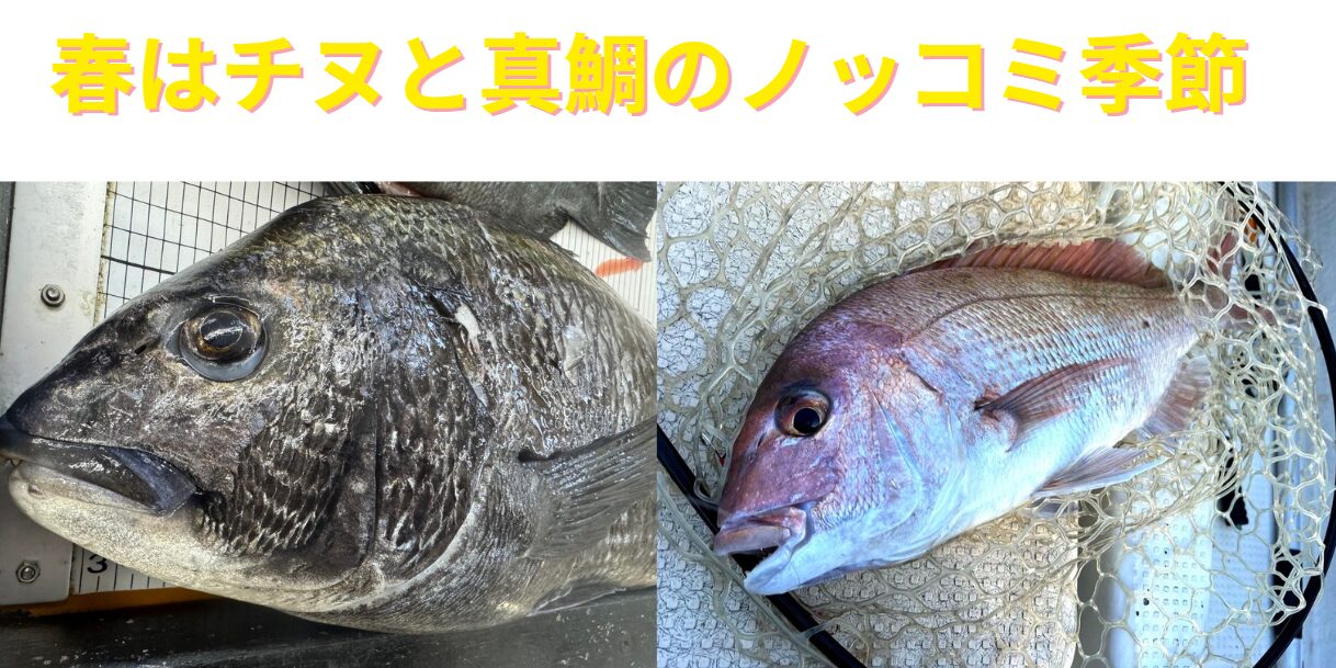 春はチヌ（黒鯛）と真鯛の産卵期。ノッコき釣りの季節。釣太郎