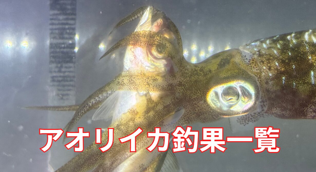 今期の南紀地方のアオリイカ釣果一覧。和歌山釣太郎。