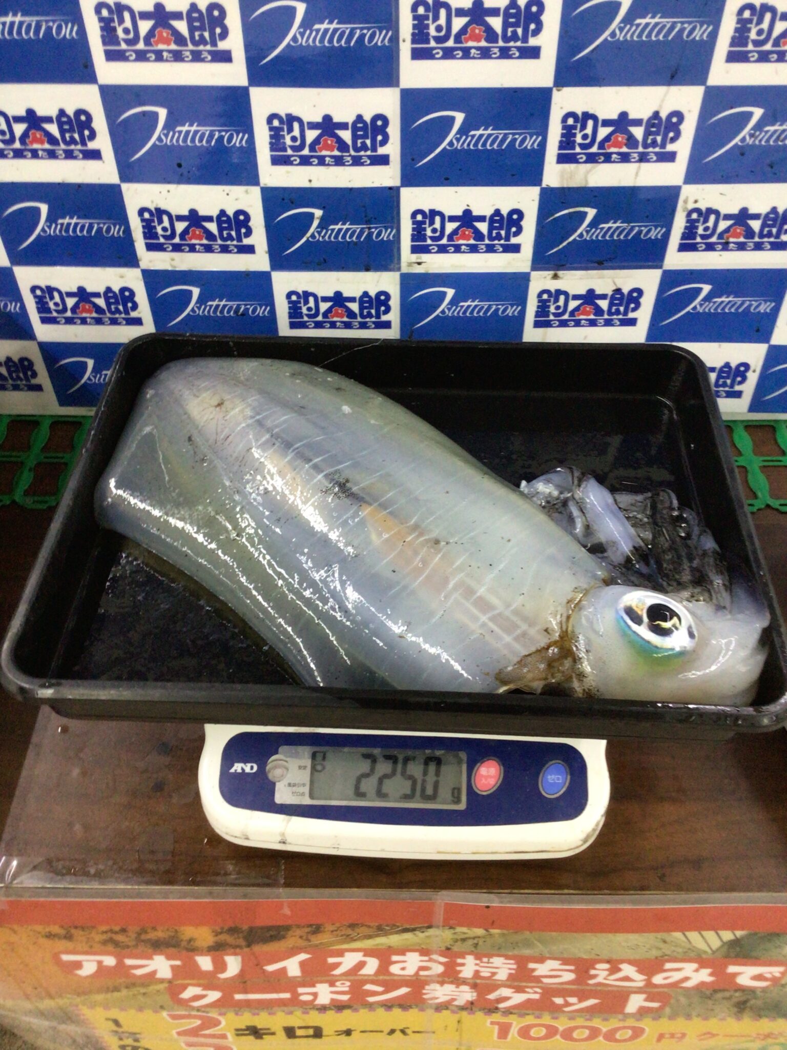 エギングは竿の降りすぎにご注意ください。触腕が切れます。釣太郎