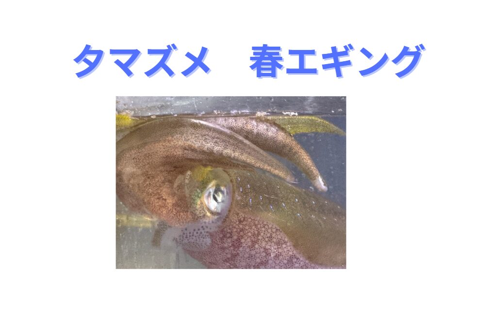 和歌山南紀で春の大型アオリイカ釣り、お勧めのエギベストスリー紹介（夕マズメ編）。釣太郎