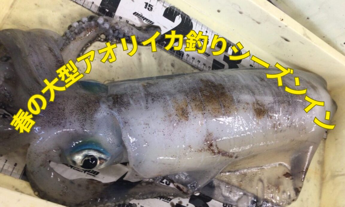 南紀の晴夫大型アオリイカ売りシーズンに入りました。釣太郎