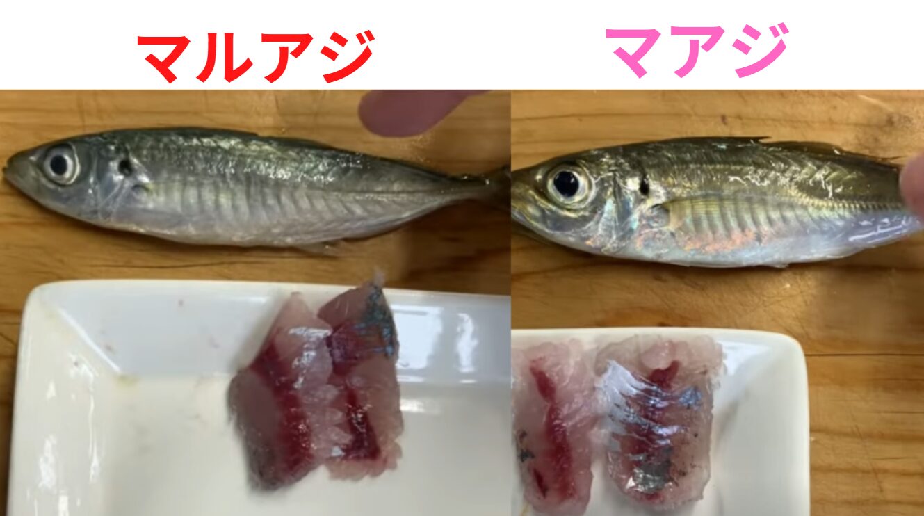 【丸アジと真アジの違い】見分け方・身の質感・味の違いを徹底解説！釣り人必見！釣太郎