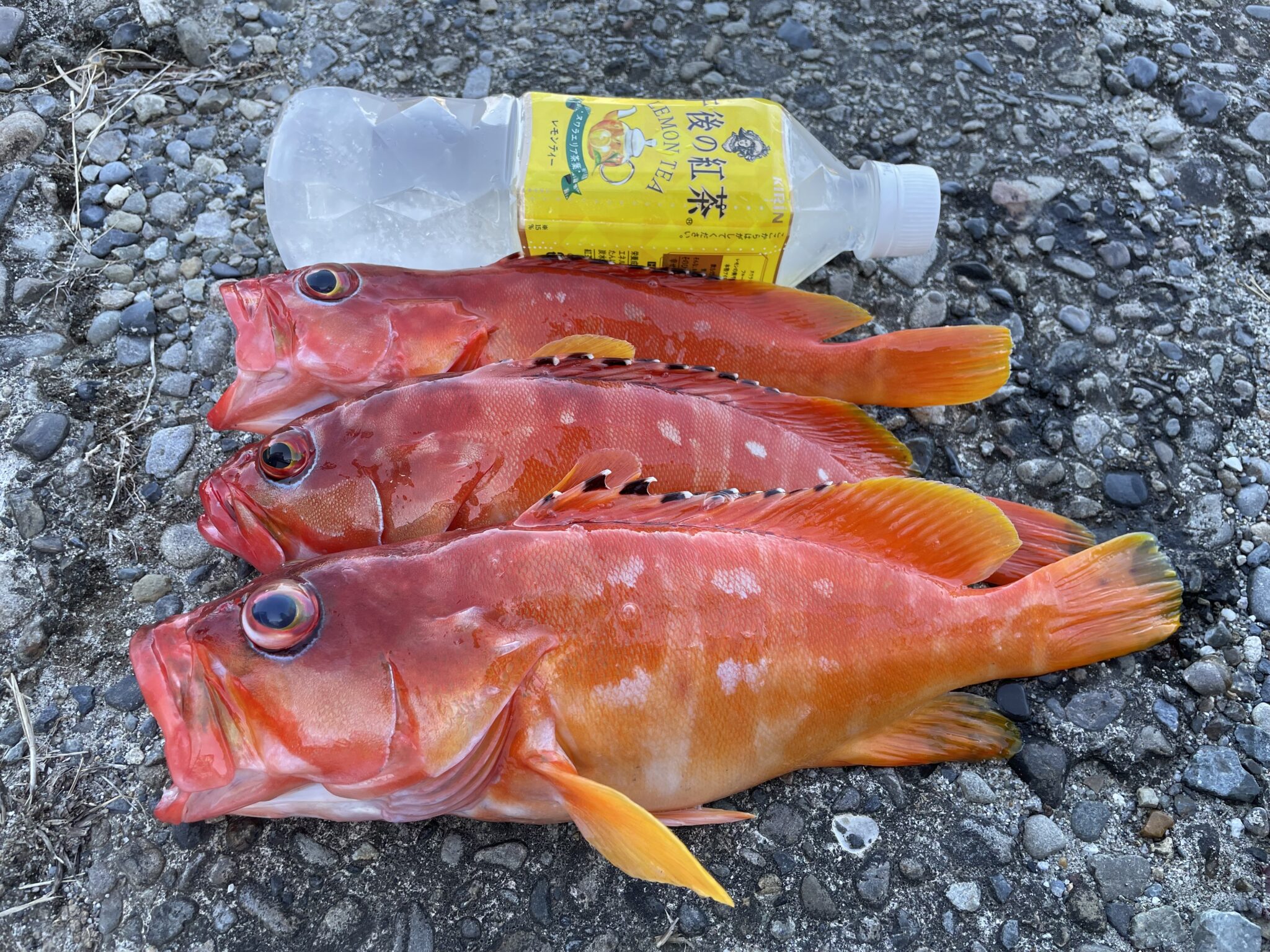 アカハタが急増中の南紀地方。カサゴ（ガシラ）は逆に減っています。釣太郎