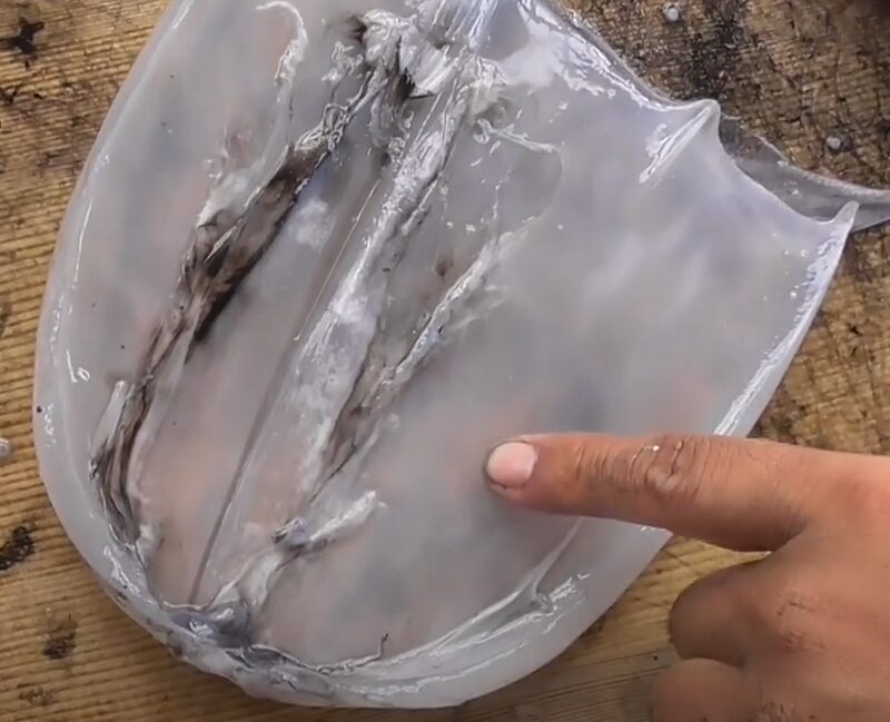 アオリイカの身の質は、成長に伴い 硬さ・水分含量・筋繊維の構造・うま味成分 などが変化します。釣太郎