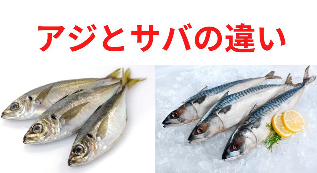 日本人の定番魚、アジとサバ。この違い説明。釣太郎