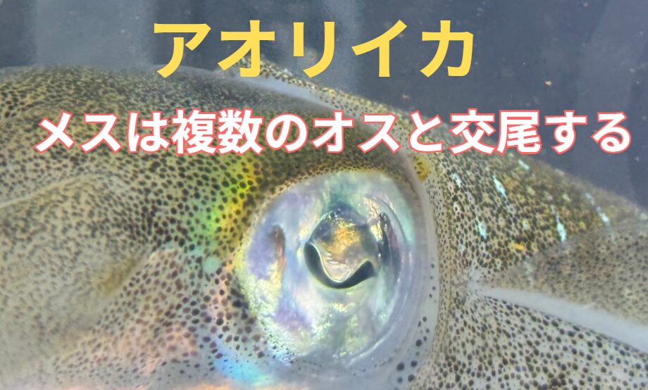 アオリイカ、1匹のメスに対して、2〜5匹以上のオスが取り囲むケースが多い。釣太郎