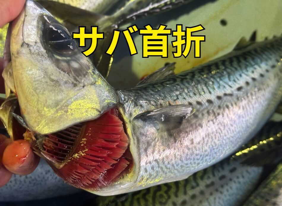 サバの首折は有名だが、これは鮮度劣化が早いための血が多い為、この活締め手法が生まれた。釣太郎