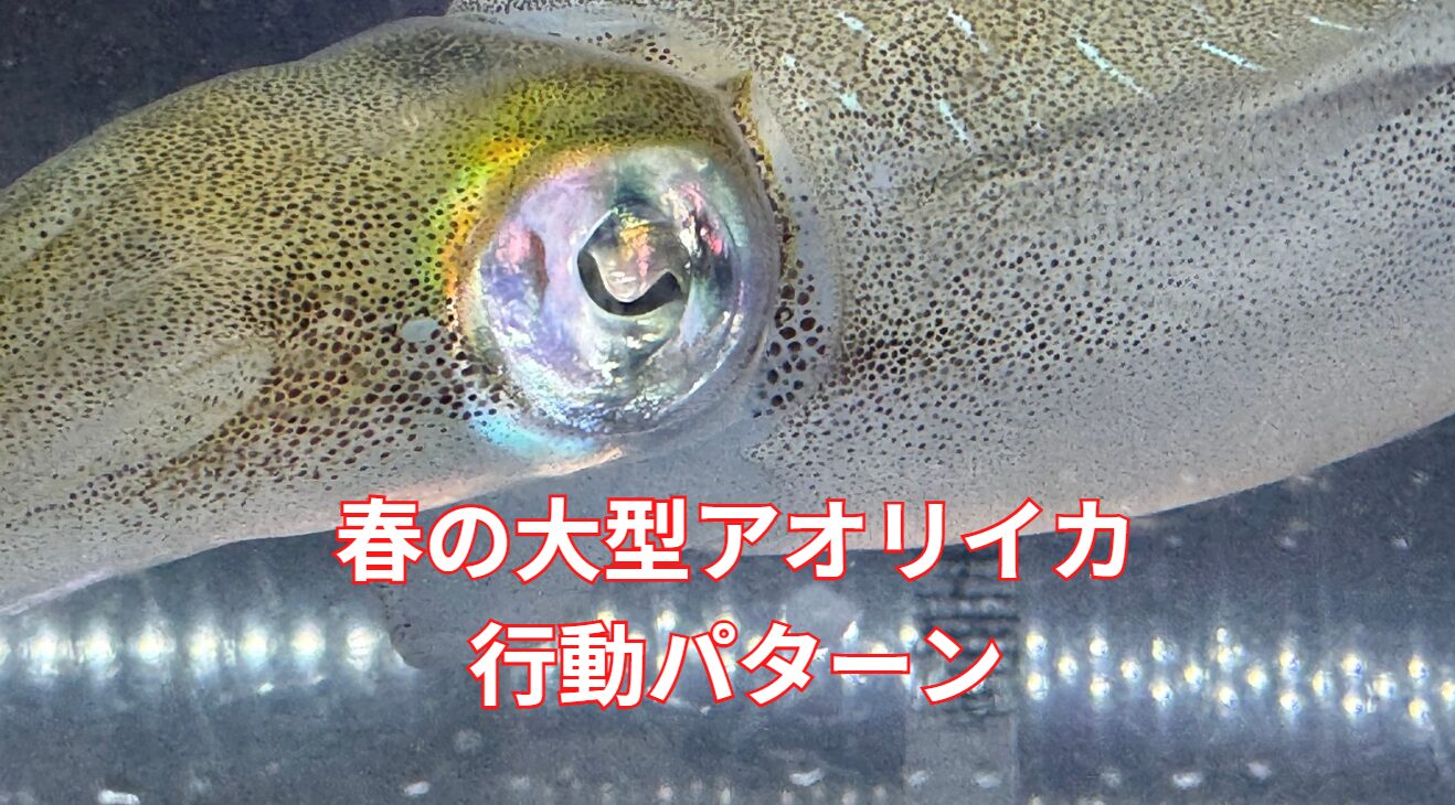 春の大型アオリイカの行動パターンを時間帯別に解説。釣太郎