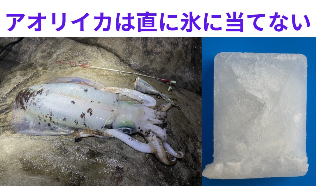 アオリイカは氷に直接触れないようにしましょう。釣太郎
