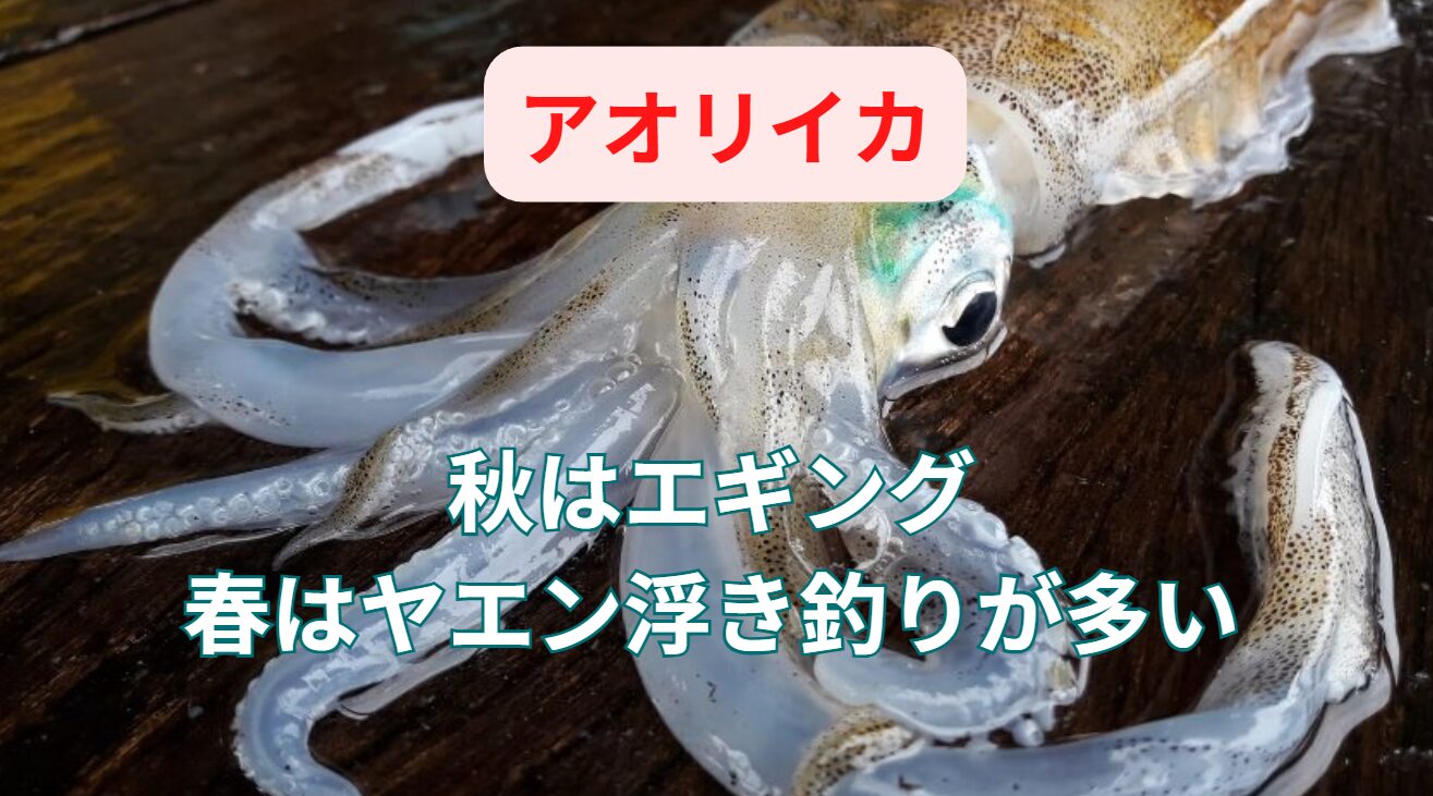 アオリイカ、秋はエギング、春はウキ・ヤエン釣りが主流となる理由。釣太郎