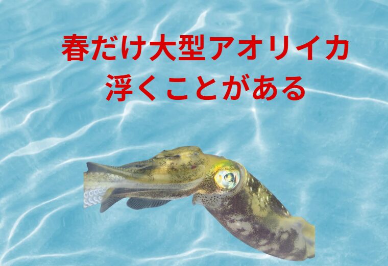 【なぜ春だけ？】 明るい日中に“大型アオリイカ”が浮いてくる意外な理由とは？釣太郎