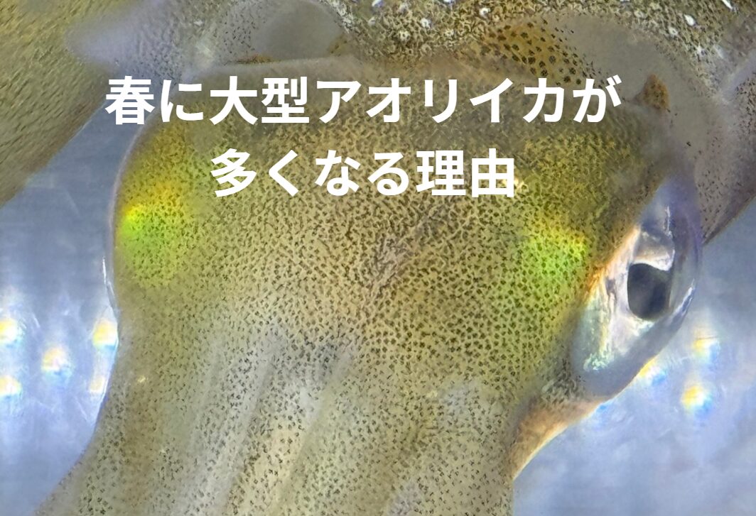 春に大型アオリイカが多くなる理由。釣太郎