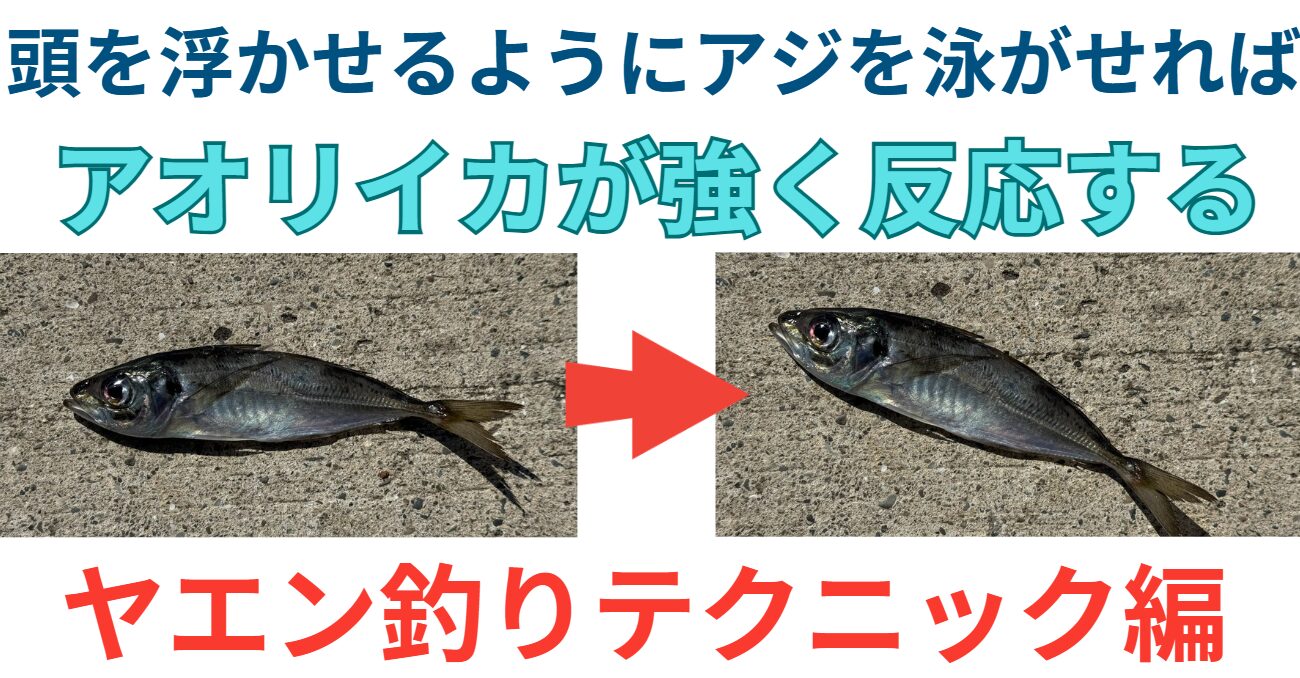 ヤエン釣りで活アジの頭部を浮かせた方がアオリイカへのアピール力が向上する。釣太郎