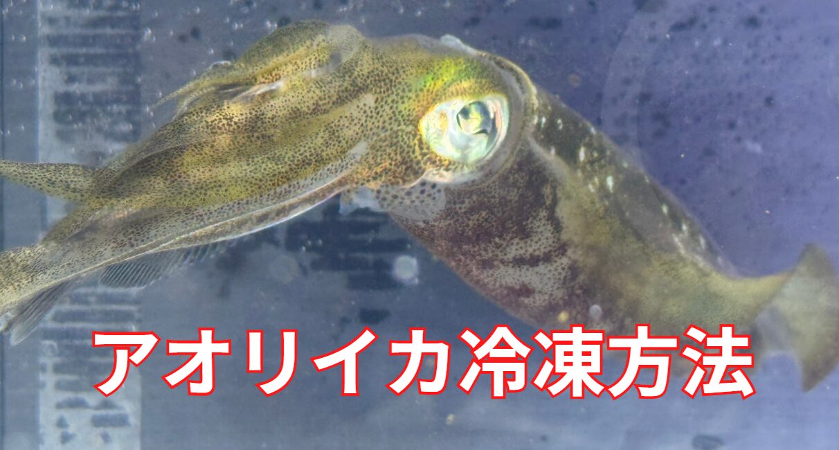 アオリイカの冷凍方法のご説明。釣太郎