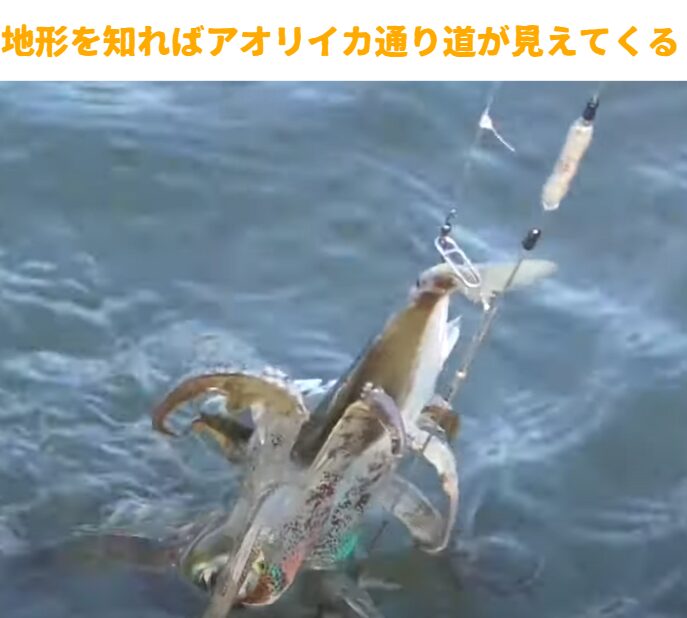 地形を知れば、アオリイカの“通り道”が見えてくる！釣太郎