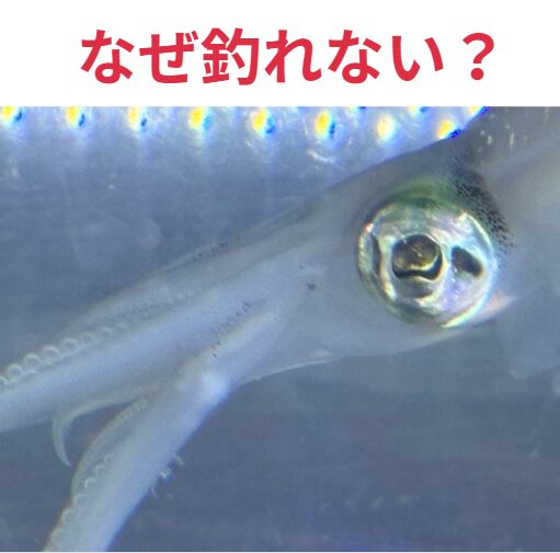 アオリイカ見えているのに、なぜ釣れない?釣太郎