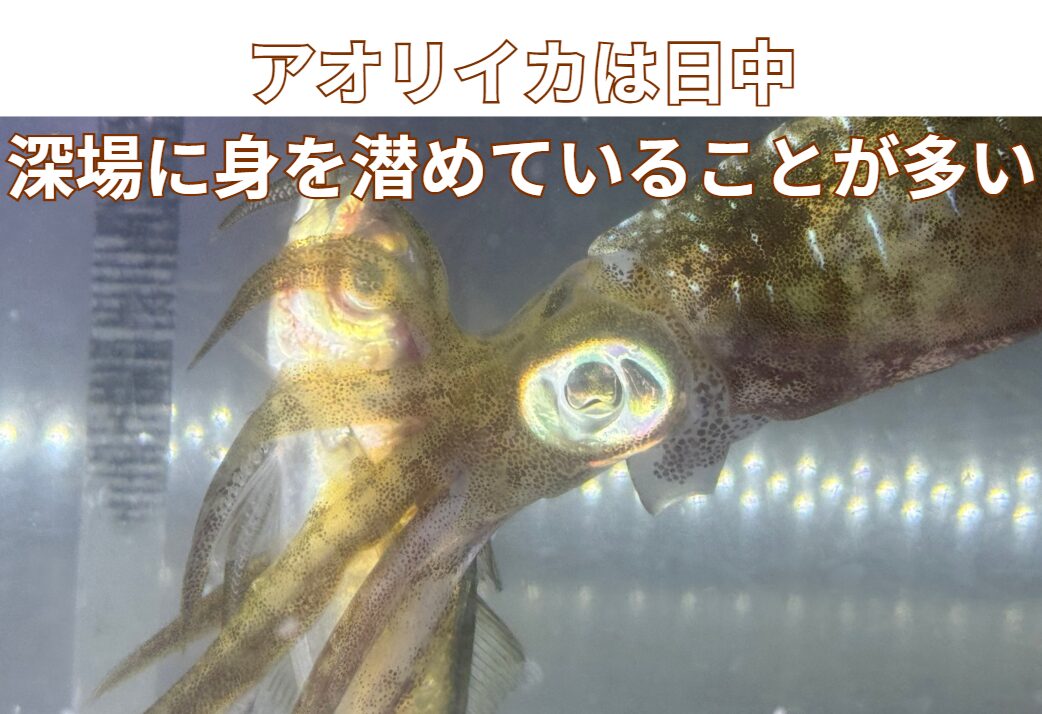 アオリイカは日中の時間帯には深場に身を潜めていることが多い。釣太郎