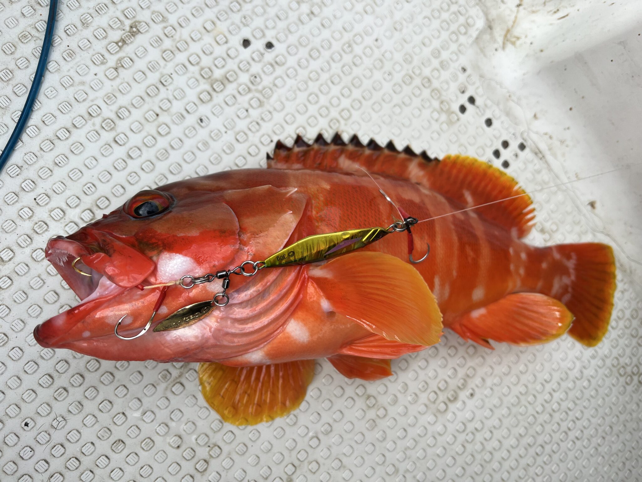 ガシラが少なくなりアカハタが急増中の和歌山南紀の海。海の中が変化しています。釣太郎